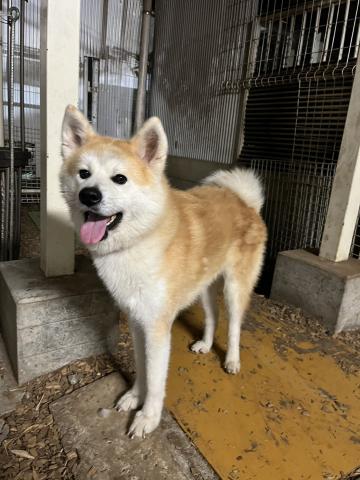秋田犬 舞まい